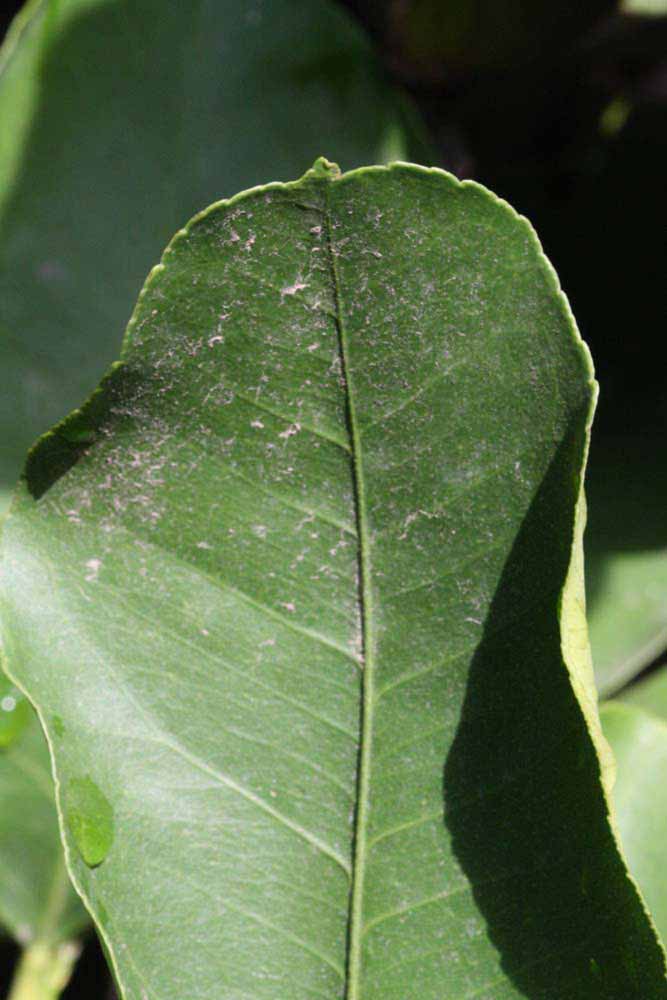            Margin (Femminello Siracusano 2KR, Riverside, CA)   